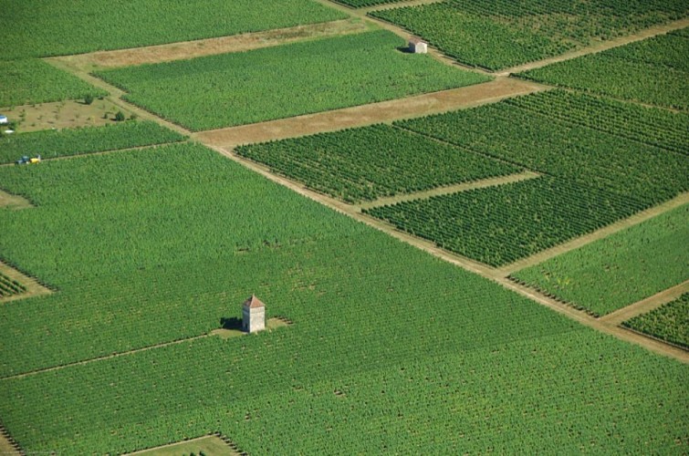 Vue aérienne de vignes de Anglars-Juillac