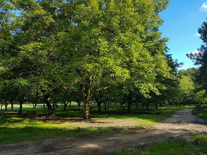 Noyeraie à Floirac_5