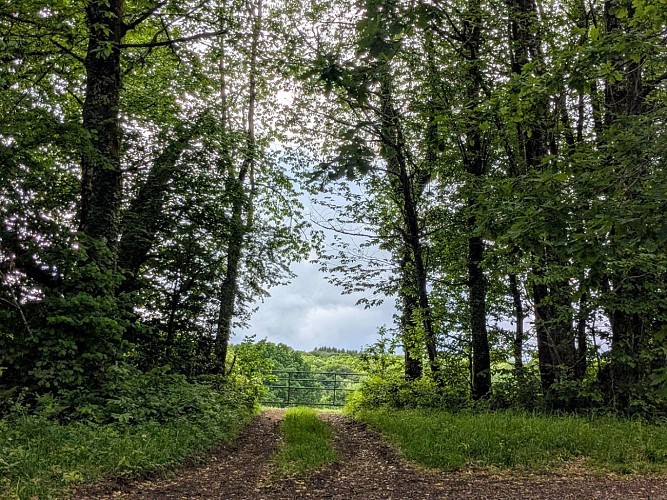 Chemin forestier