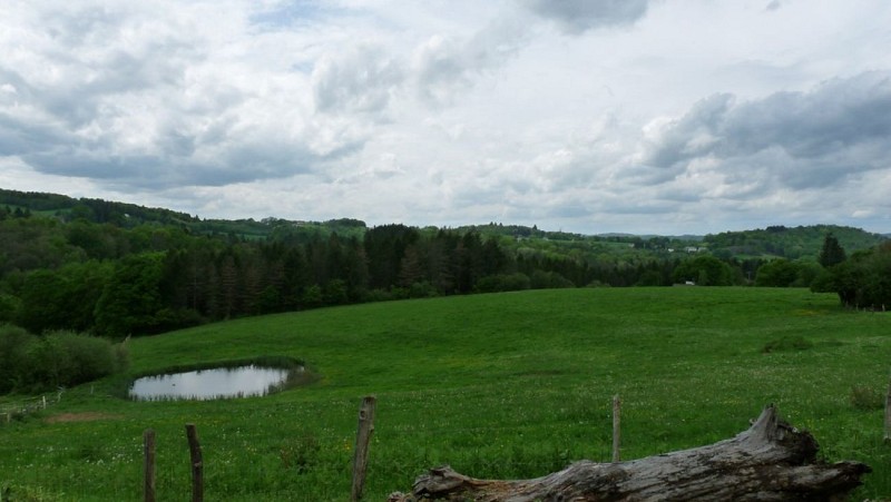 Les Vignes