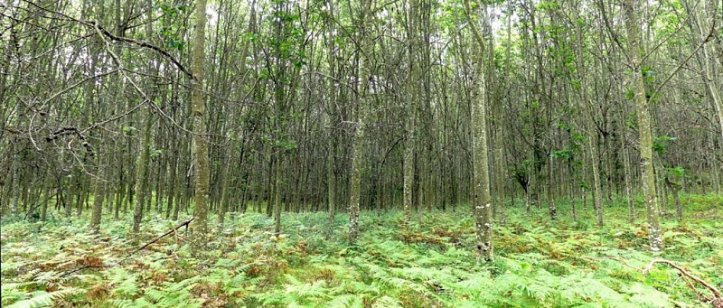 Mystèrieuses fontaines