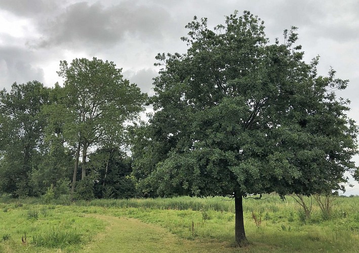 Demerbroeken dans la vallée du Démer - Val et Oli
