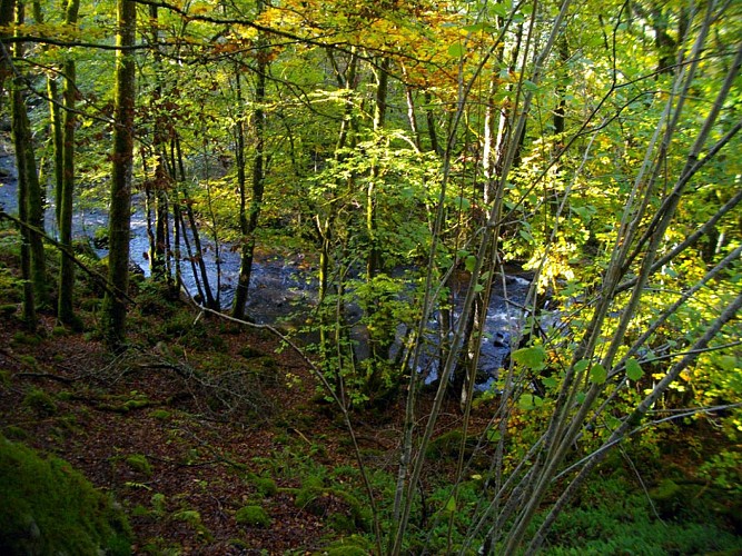 La Sarsonne bois de Conrot_2
