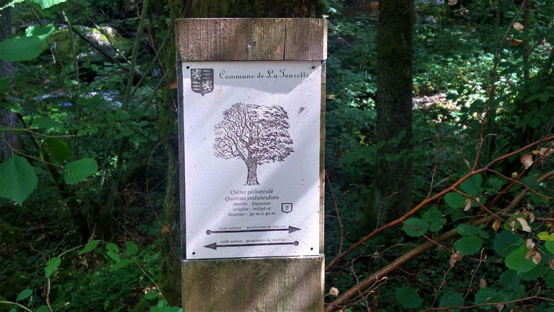 Bois de Conrot_4