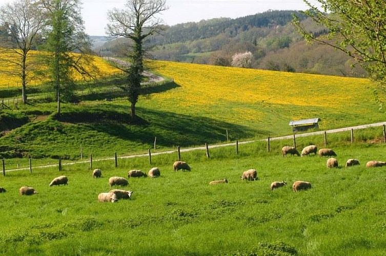 Randonnée des vieux chênes