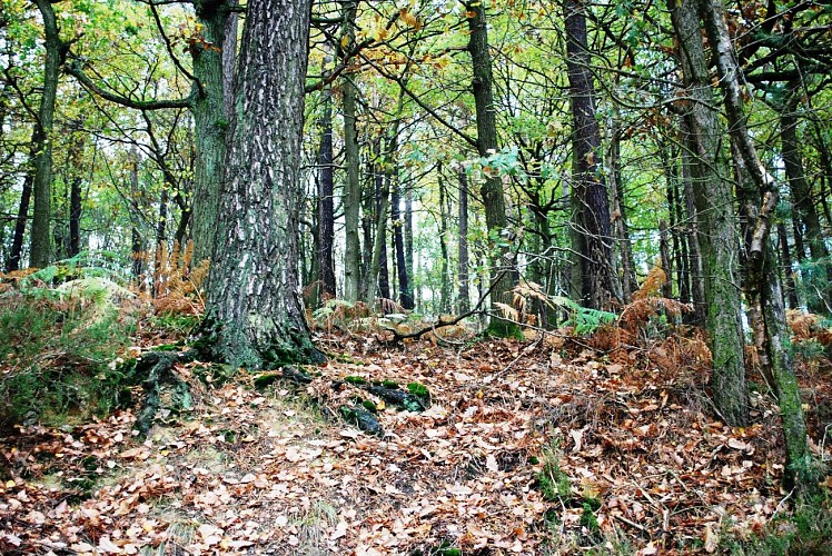 Barrage du Ry de Rome