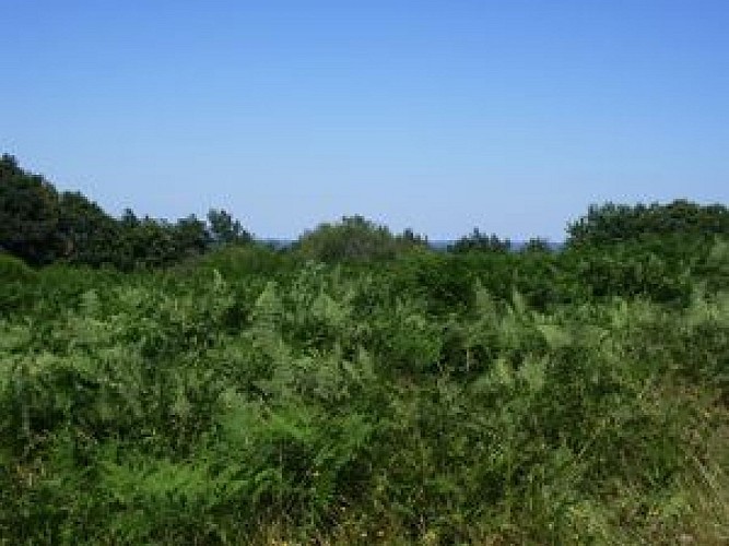 Sentier de la Montjoie