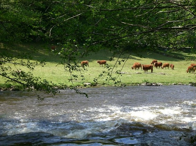 Sentier des narcisses