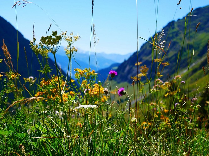 Route für Wanderer : Die Alpage de Lécheron