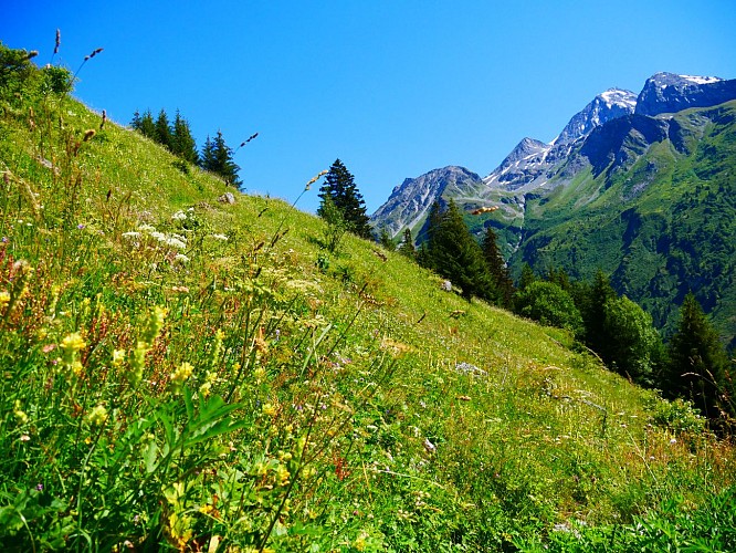 Prairie de Lécheron