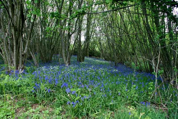 Sentier Les Ecureuils
