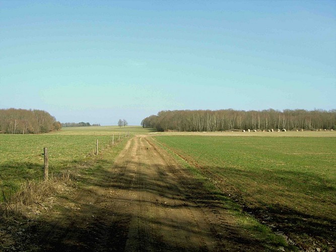 Sentier Puy du Thé - piste 4