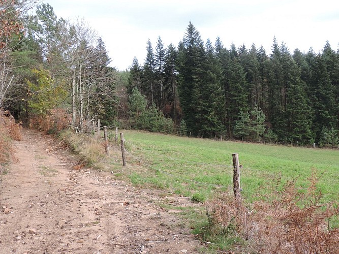 Prairie et forêt s_entremêlent_4