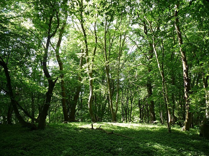 Balade à la Réserve naturelle de Sclaigneaux