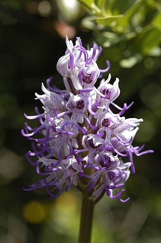 Balade à la Réserve naturelle de Sclaigneaux