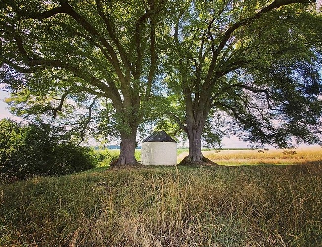 Circuit voiture à la découverte des arbres remarquables