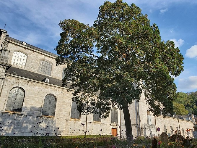 Circuit voiture à la découverte des arbres remarquables