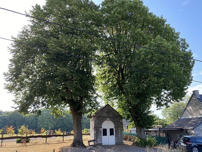 Circuit voiture à la découverte des arbres remarquables