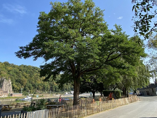 Circuit voiture à la découverte des arbres remarquables