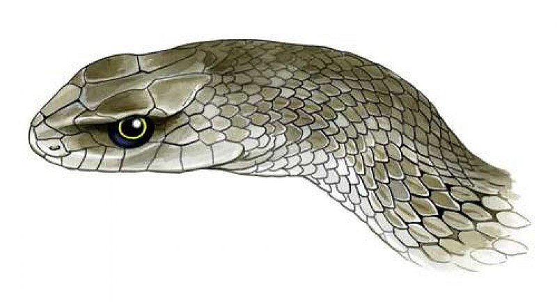 Couleuvre de Montpellier