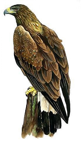 « Bâtons » la campagne !