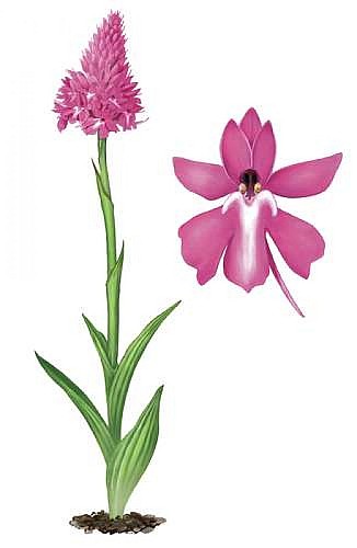Orchis pyramidal