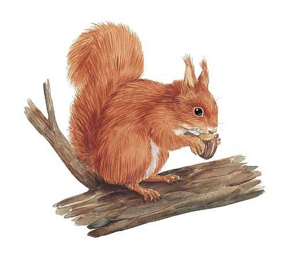 Écureuil roux