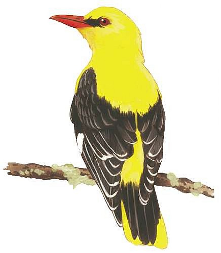 Circuit des Molières