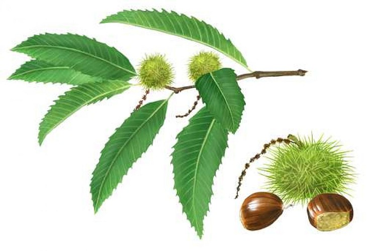 Circuit des Molières