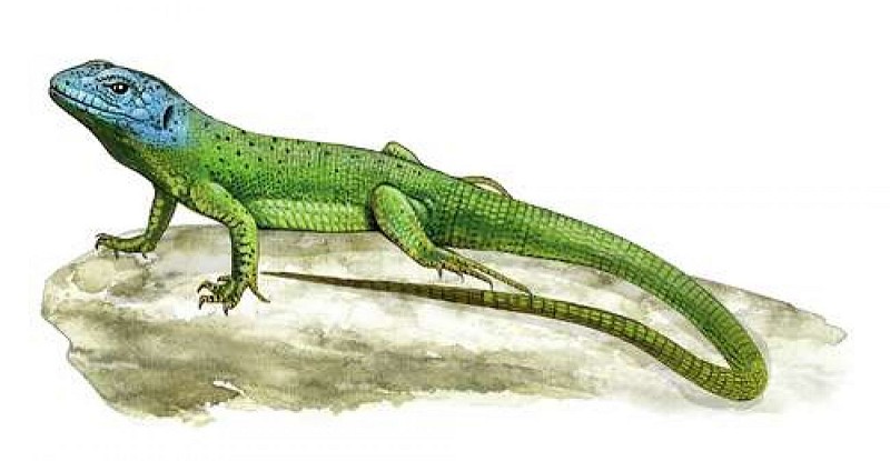 Lézard vert