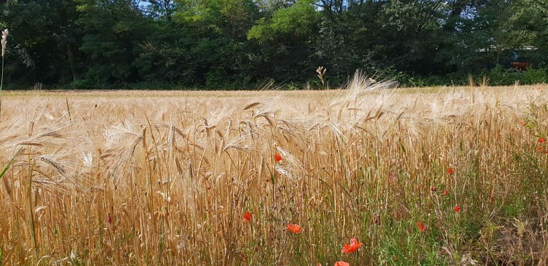 Le Tour de Saulx les Chartreux