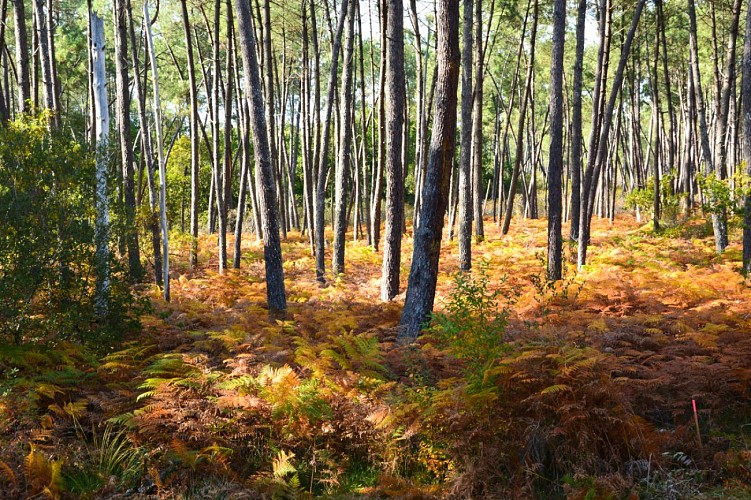 foret-landaise_automne_credit-Landes-attractivite (8)