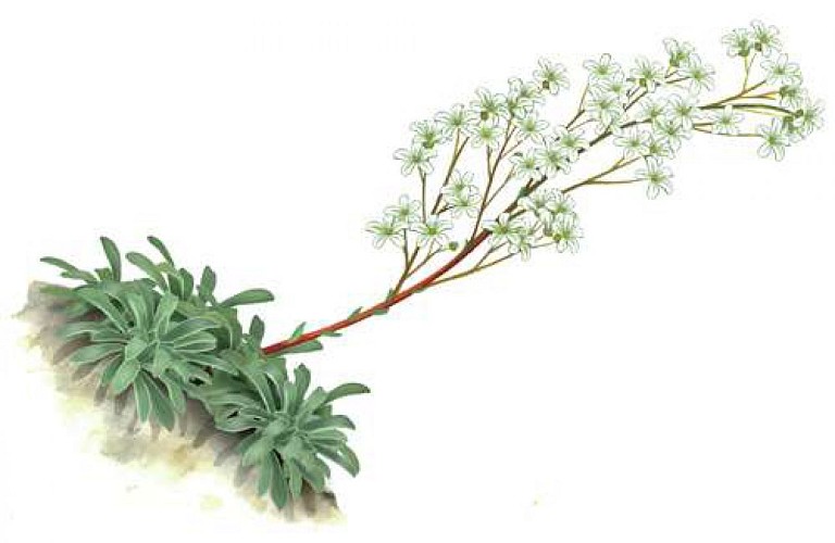 Saxifrage à feuilles en languettes