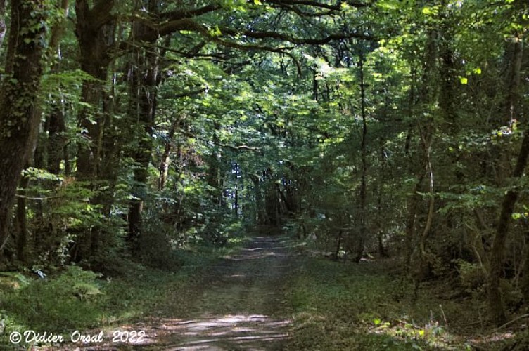 Les chemins de l'histoire