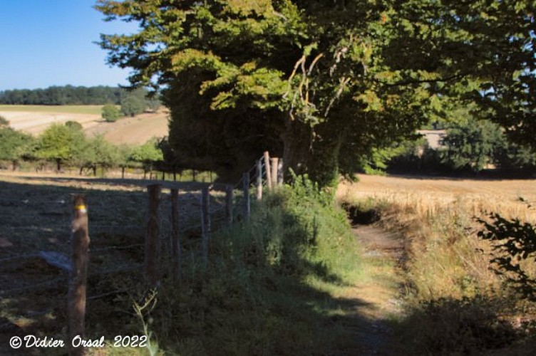 Les chemins de l'histoire