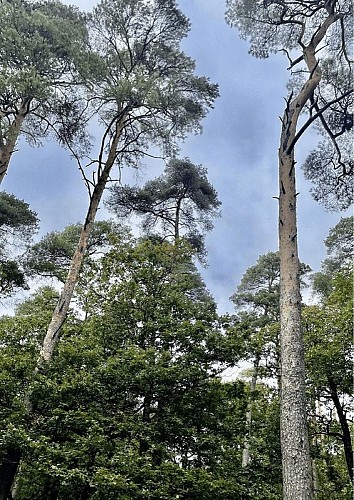 ©Maxence Palcy-OTForêtsduPerche