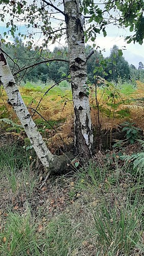 La clairière de Bresolettes