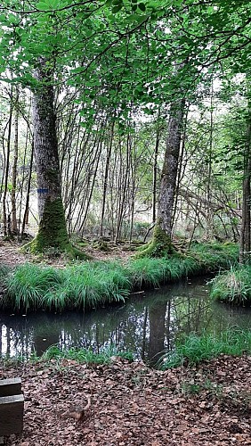 La clairière de Bresolettes