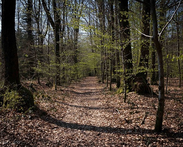 L'étoile du Perche et ses étangs