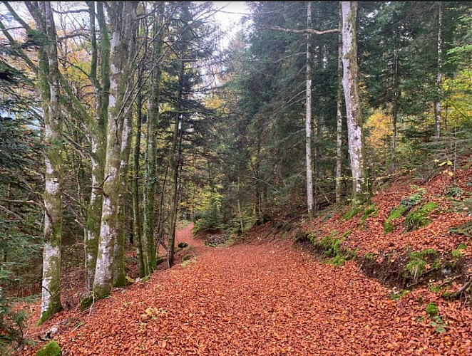 Des Lésines à Planachat