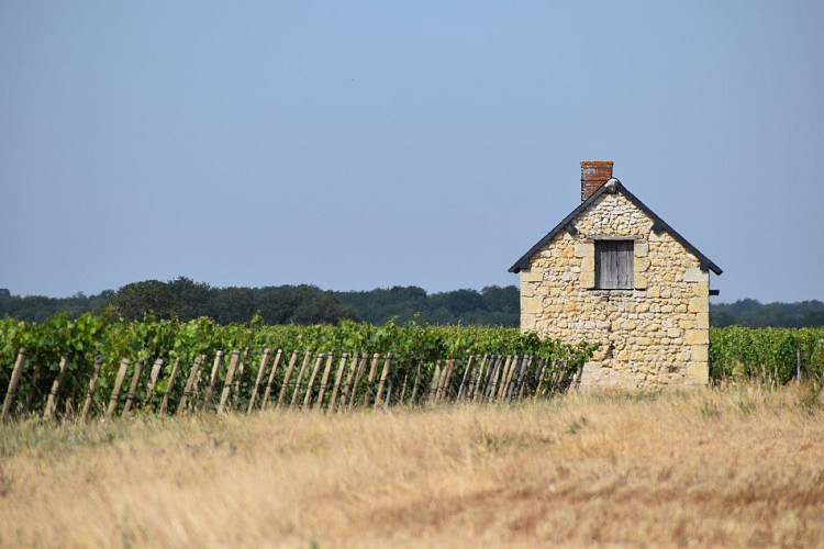 Montlouis-Sur-Loire - Entre Loire et Vignes - Grand circuit
