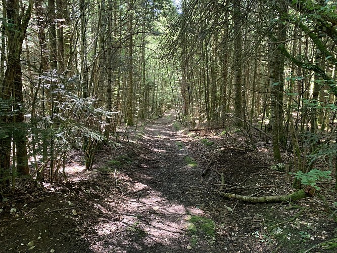 Randonnée - Forêt de la ravière et de Jailloux