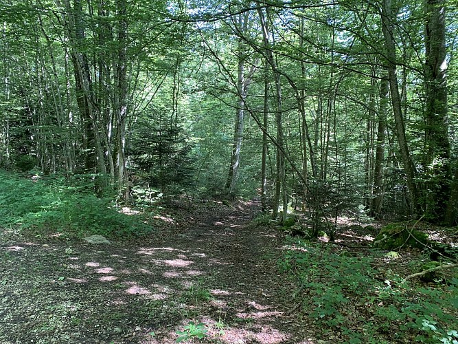 Randonnée - Forêt de la ravière et de Jailloux