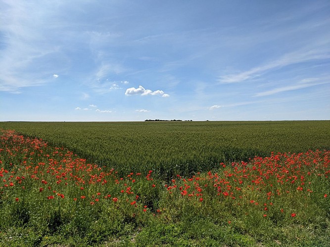 Ville d'achères-la-forêt