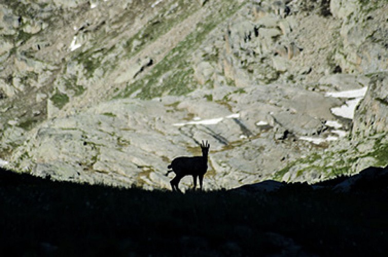 NellTo - Lac du Lauzanier