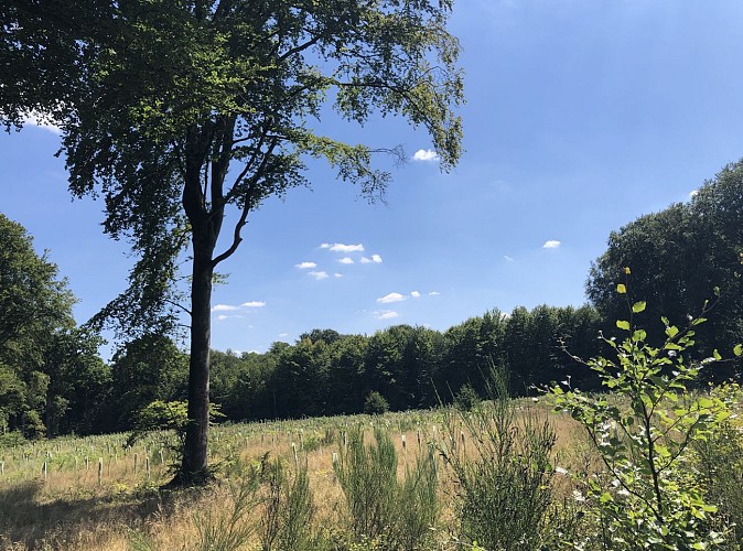 Forêt de Crécy dans la Somme - Val et Oli