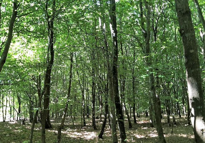 Forêt de Crécy dans la Somme - Val et Oli