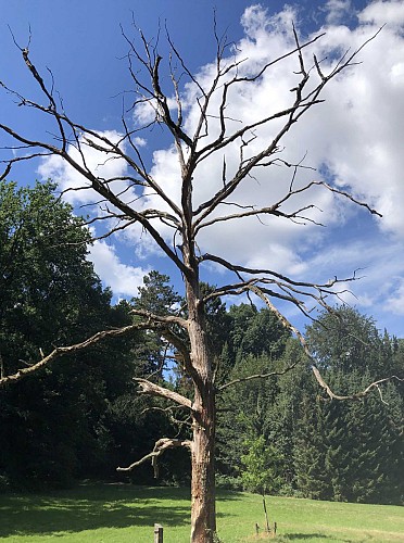 Les 5 continents de l'Arboretum de Tervuren - Val et Oli