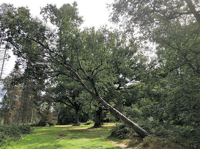 Les 5 continents de l'Arboretum de Tervuren - Val et Oli