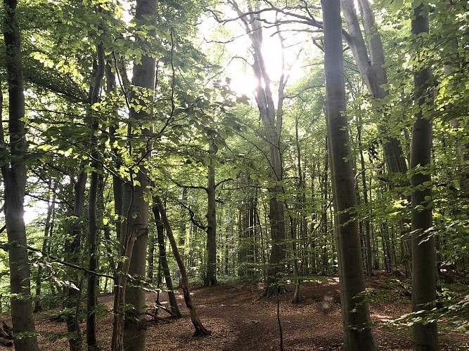 Forêt de Soignes derrière le Rouge Cloître - Val et Oli